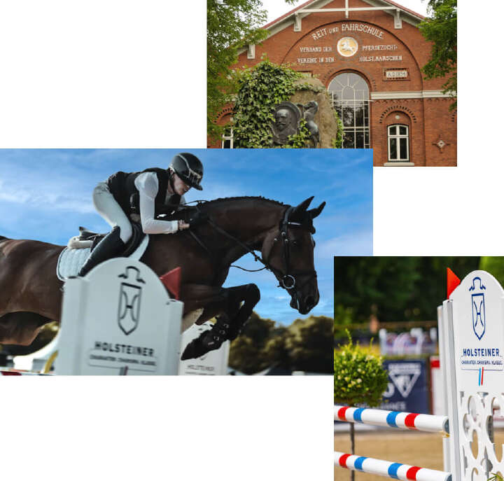 holsteiner verband derby community collage pferd